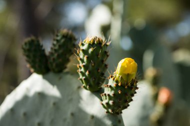 Sarı çiçekli yeşil kaktüs. Dikenli armut çiçekleri