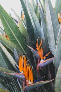 Strelitzia, cennet kuşu, ya da zambak turnası, yaklaş. Çiçek arkaplan. Evde bahçe işleri.