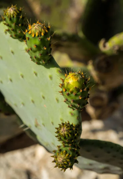 Grüner Kaktus Mit Gelben Blüten Blüten Der Kaktusfeige — Stockfoto