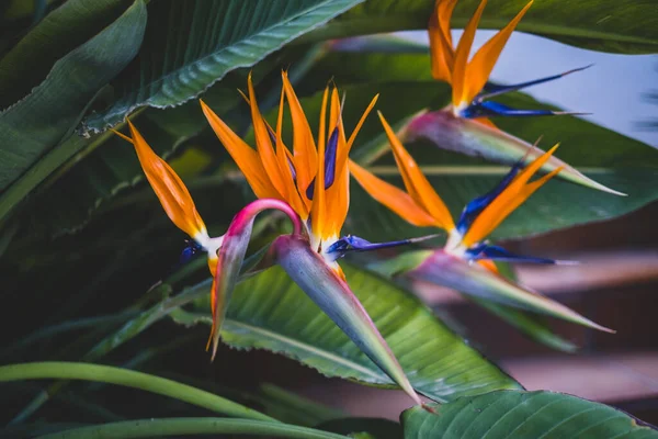 Strelitzia Paradiesvogel Oder Kranichlilie Aus Nächster Nähe Floraler Hintergrund Gartenarbeit — Stockfoto