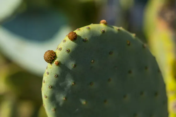 Prickly Pear Cactus Bloom Fleurs Poire Piquante — Photo