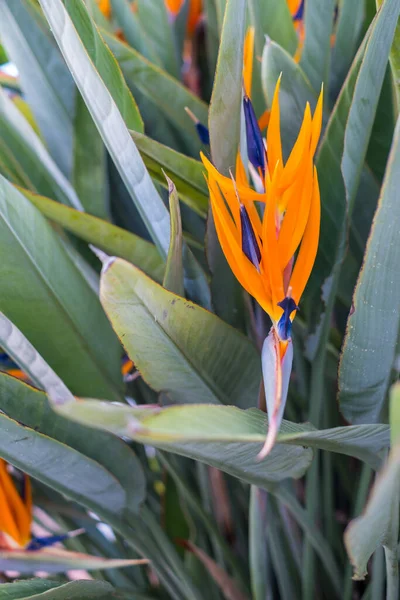 Strelitzia Bird Paradise Crane Lily Close Floral Background Home Gardening —  Fotos de Stock