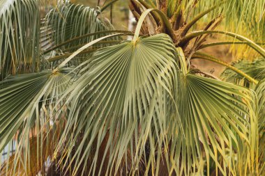 Yeşil palmiye yaprakları yakın, seçici odak, arkaplan