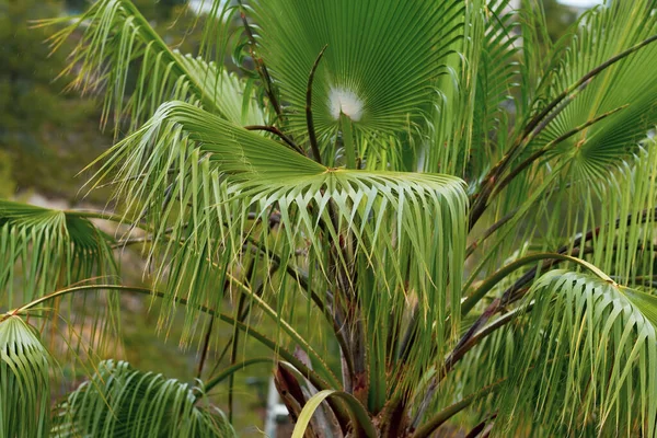 Folhas Palma Verde Fechar Foco Seletivo Fundo — Fotografia de Stock