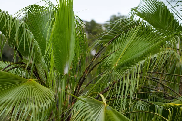 Hojas Palma Verde Cerca Enfoque Selectivo Fondo — Foto de Stock