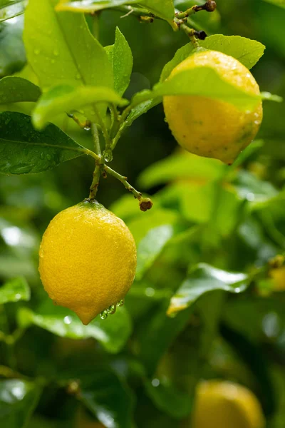 Limões Maduros Pendurados Numa Árvore Cultivar Limão Limões Maduros Árvore — Fotografia de Stock