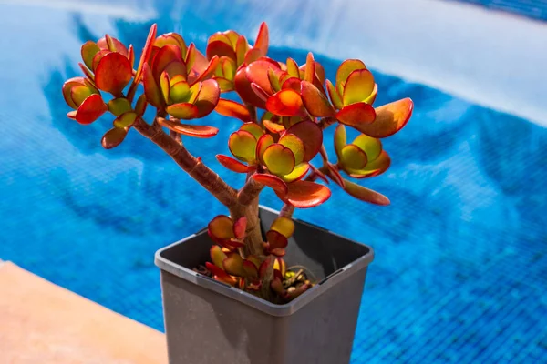 Succulent Crassula Ovata Hummel Sunset Pot Garden Pool Blue Water — Φωτογραφία Αρχείου