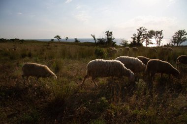 Akşam ışığında beyaz koyun. Kuzu ve koyunun çiftliği. Koyun tasavvur et.