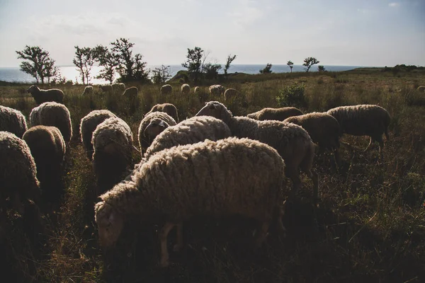 Weiße Schafe Abendlicht Lamm Und Mutterschaffarm Schafe Erwägen — Stockfoto