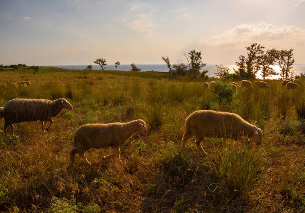 White Sheep Evening Light Lamb Ewe Farm Sheep Contemplate — стоковое фото