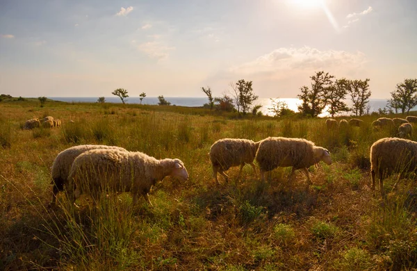 White Sheep Evening Light Lamb Ewe Farm Sheep Contemplate — Stock Photo, Image
