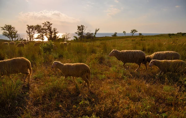 White Sheep Evening Light Lamb Ewe Farm Sheep Contemplate — Stock Fotó