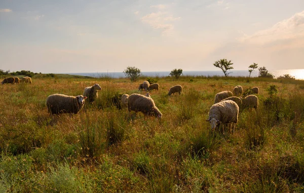 White Sheep Evening Light Lamb Ewe Farm Sheep Contemplate — Stock Fotó