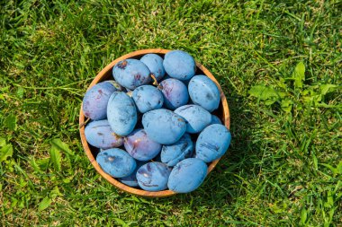 Tahta bir kasede olgun erikler. Evde bahçe ve hasat kavramı.