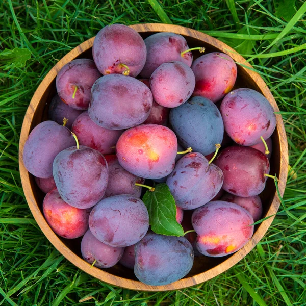 Ripe Plums Wooden Bowl Concept Home Gardening Harvesting — стоковое фото