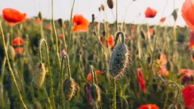 Population of poppies. Red poppies flowers bloom swaying from wind in meadow close up, slow motion at sunset. Summer nature concept