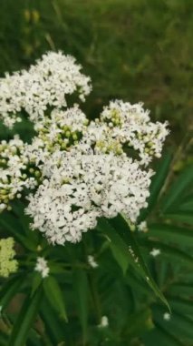 Güzel botanik fotoğrafı, doğal duvar kağıdı.