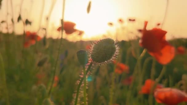 Sunset Summer Countryside Field Many Red Poppy Flowers — Video Stock