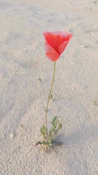 Slow Motion Summer Poppy Flower Desert Summer Time — стоковое видео