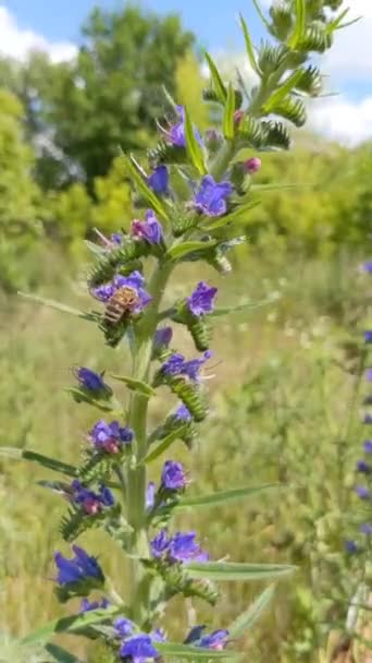 Bee Feasting Nectar Echium Vulgare Blooming Meadow Sunny Summer Day — Stockvideo
