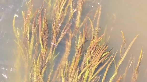 Yellow Green Algae River Underwater Freshwater River Summer Scenery Grasses — Stockvideo