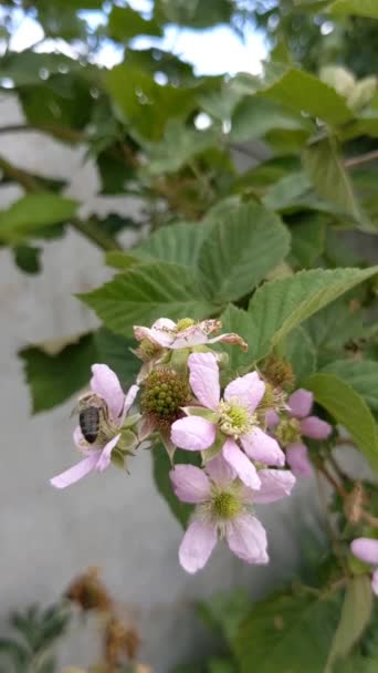 Pszczoła Blackberry Kwiaty — Wideo stockowe