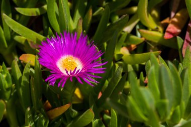 Carpobrotus, commonly known as pigface, ice plant, sour fig, Hottentot fig, and clawberry. Carpobrotus glaucescens flowers, close up clipart