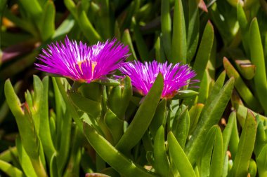 Carpobrotus, domuz surat, buz bitkisi, ekşi incir, Hottentot inciri ve pençe dutu olarak bilinir. Carpobrotus Glaucescens çiçekleri, yaklaşın.