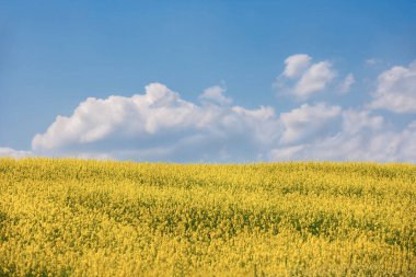 Kolza tohumu tarlası manzarası. Kanola tarlası ve arkasında bulutlar olan mavi gökyüzü. Mavi gökyüzü ile sarı çiçekler