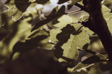 Gökyüzüne karşı incir ağacının yeşil yaprakları. Ev işleri, bahçe bakımı konsepti.
