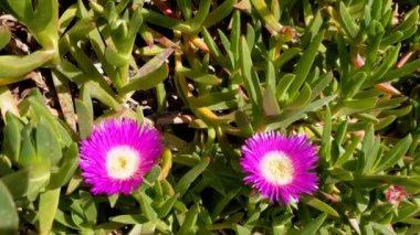 Carpobrotus, domuz surat, buz bitkisi, ekşi incir, Hottentot inciri ve pençe dutu olarak bilinir. Carpobrotus Glaucescens çiçekleri, yaklaşın.