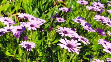 Yazın Mor Osteospermum fruticosum (Afrika papatyası). Çiçek duvar kağıdı arka planı. Bahçe işleri, bahçe bakımı.