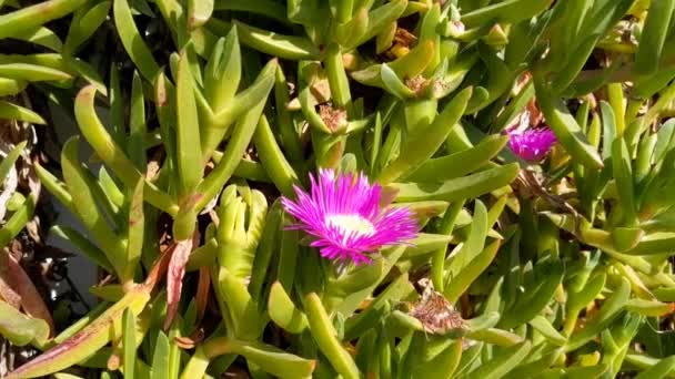 Carpobrotus Algemeen Bekend Als Varkensgezicht Ijsplant Zure Vijg Hottentot Vijg — Stockvideo