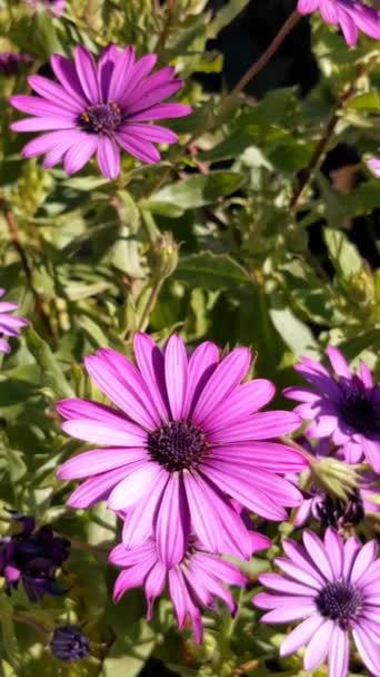 Purple Osteospermum Fruticosum African Daisy Summer Floral Wallpaper Background Home — Stockvideo