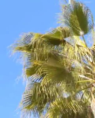 Rüzgarda sallanan yeşil palmiye yapraklarına yakın