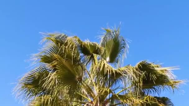 Zielone Liście Palmy Zbliżenie Selektywne Skupienie Tło — Wideo stockowe