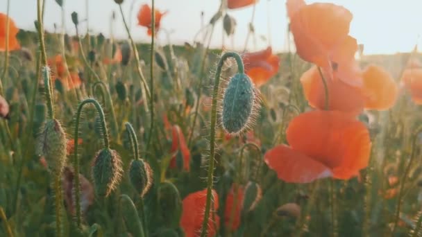 Red Poppies Flowers Bloom Swaying Wind Meadow Close Slow Motion — Stockvideo
