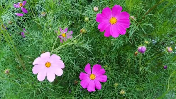 Ροζ Cosmos Λουλούδια Cosmos Bipinnatus Ταλαντεύεται Στον Άνεμο Όμορφη Cosmos — Αρχείο Βίντεο