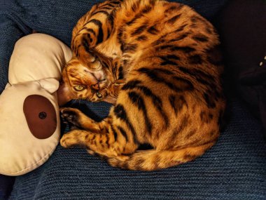 Bengal kedisinin portresi, yakın çekim. Evin içinde kedi var. Evcil hayvan konsepti, evcil hayvanlar ve bakım konsepti