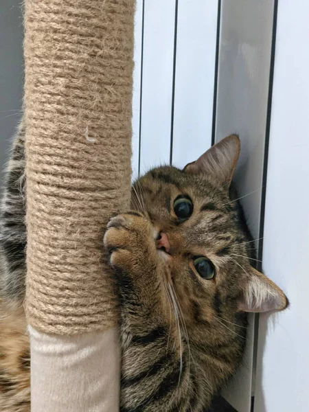 Cat playing on the cat scratching posts