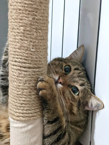 Cat playing on the cat scratching posts