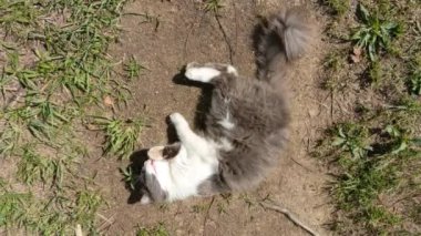 Cute domestic gray-white cat washing his face outdoors, top view
