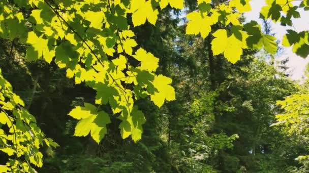 Lush Young Green Maple Leaves Fresh Foliage Rustling Branches Trees — Vídeo de stock