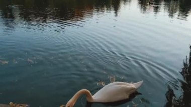 Swan swims in the city pond in the evening at sunset