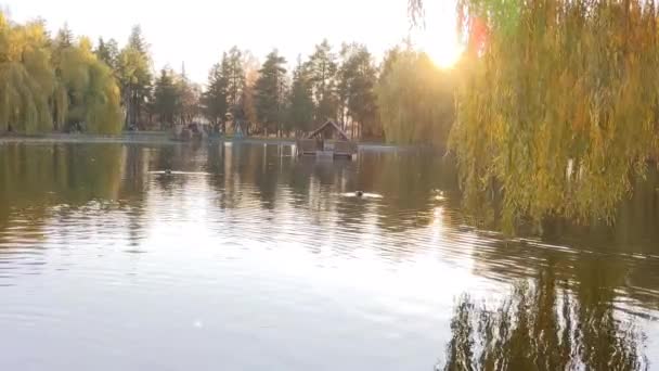 Willow Branches Swaying Breeze Bokeh Lake Background Willows Park Leaned — 图库视频影像