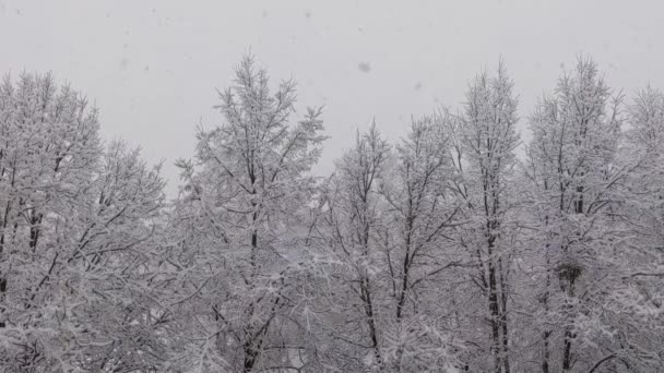 Snow Falling Slow Motion Forest Trees Winter Background — Vídeo de Stock