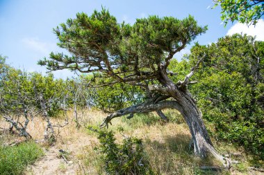 Juniper tree in the Utrish Nature Reserve, Krasnodar Krai