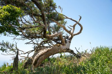 Juniper tree in the Utrish Nature Reserve, Krasnodar Krai