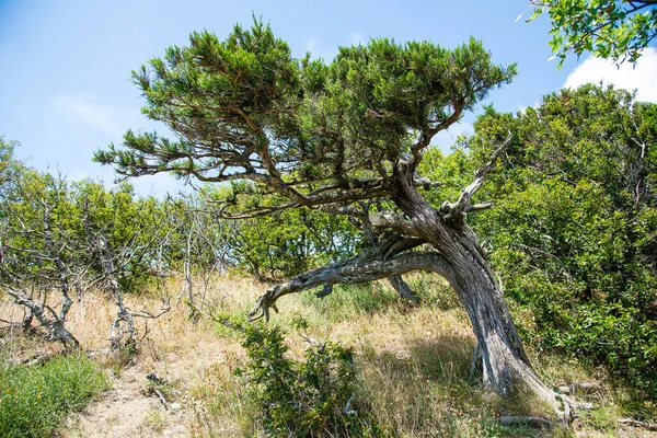 Juniper Tree Utrish Nature Reserve Krasnodar Krai — Stockfoto