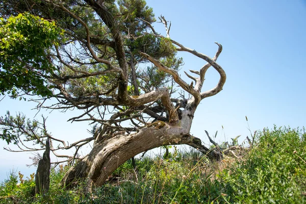 Juniper Tree Utrish Nature Reserve Krasnodar Krai — Stock Photo, Image